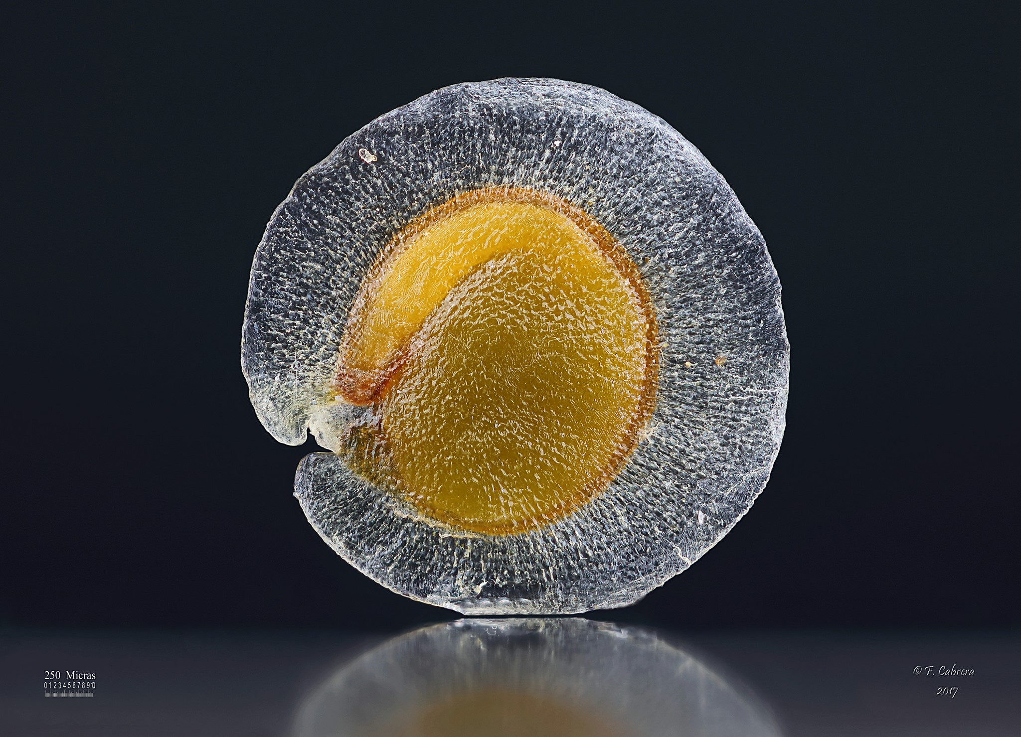 El 'Atlas Digital de Semillas de la Islas Canarias' incorpora un centenar de nuevas muestras