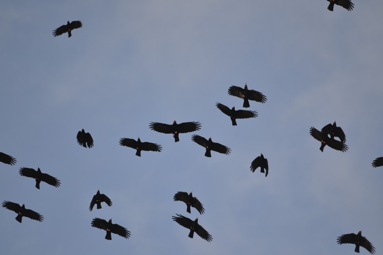 La población de grajas en La Palma permanece estable en los últimos 15 años 