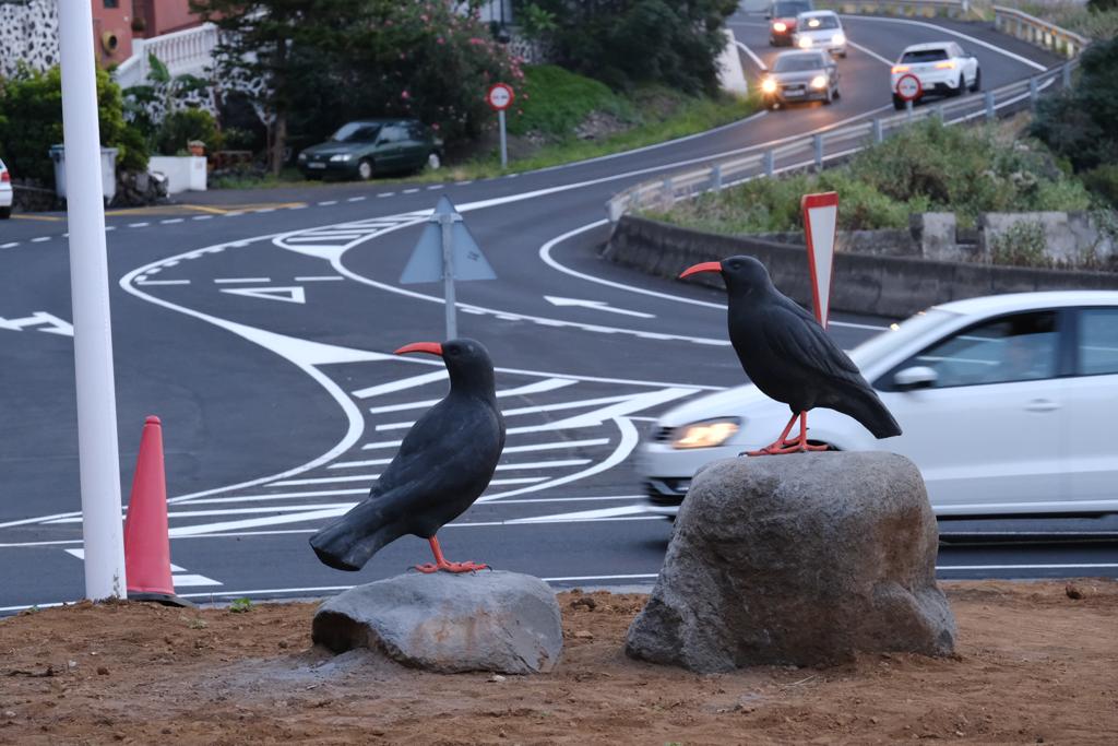 El Cabildo de La Palma rinde homenaje a la graja en la rotonda de La Grama