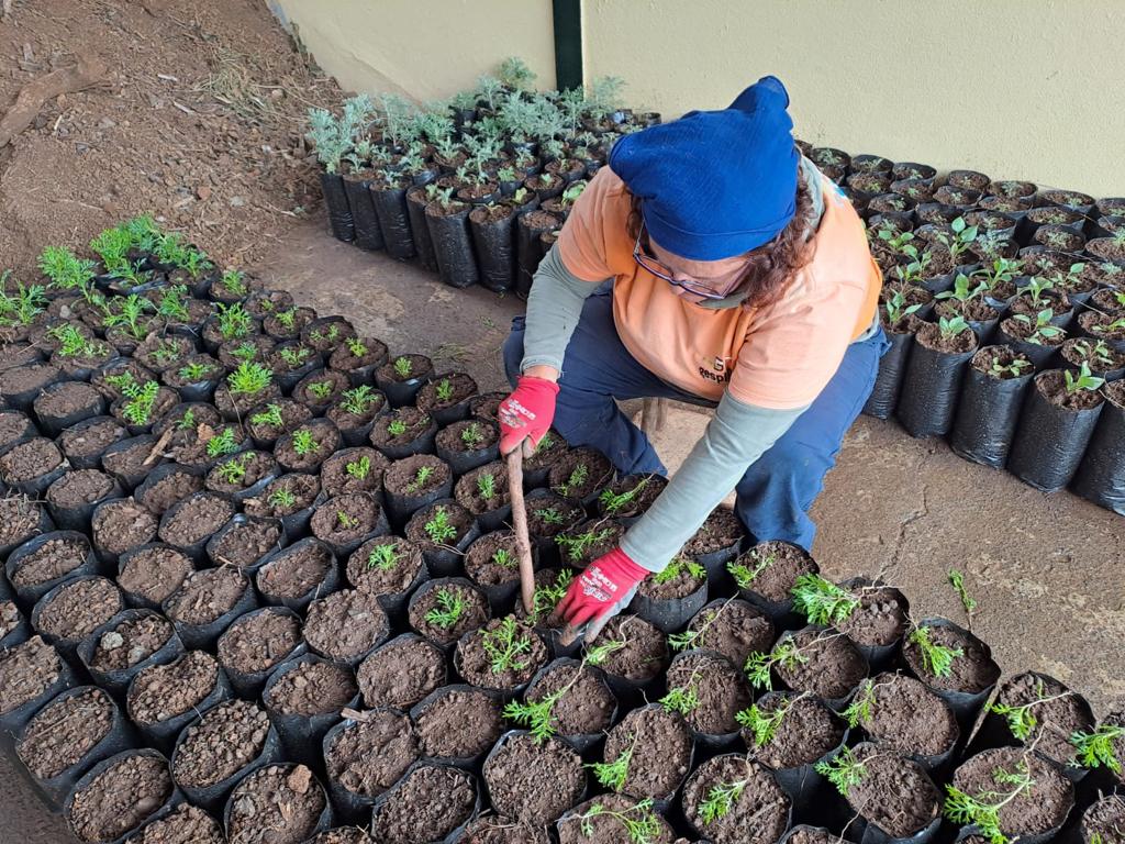 Medio Ambiente refuerza el personal del Vivero Insular para la conservación de plantas endémicas