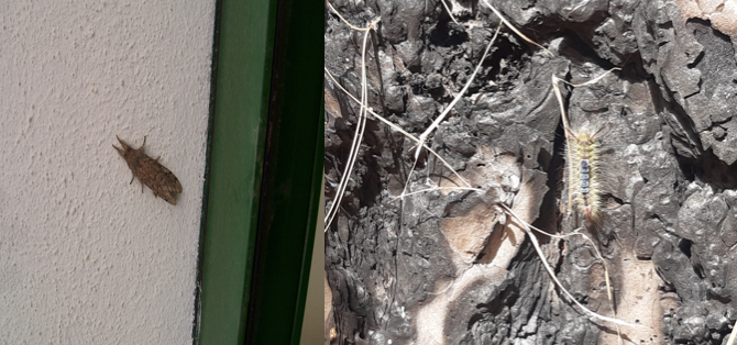 Información sobre presencia de ‘lagarta del pino’ en el Pinar de Enrique, El Paso