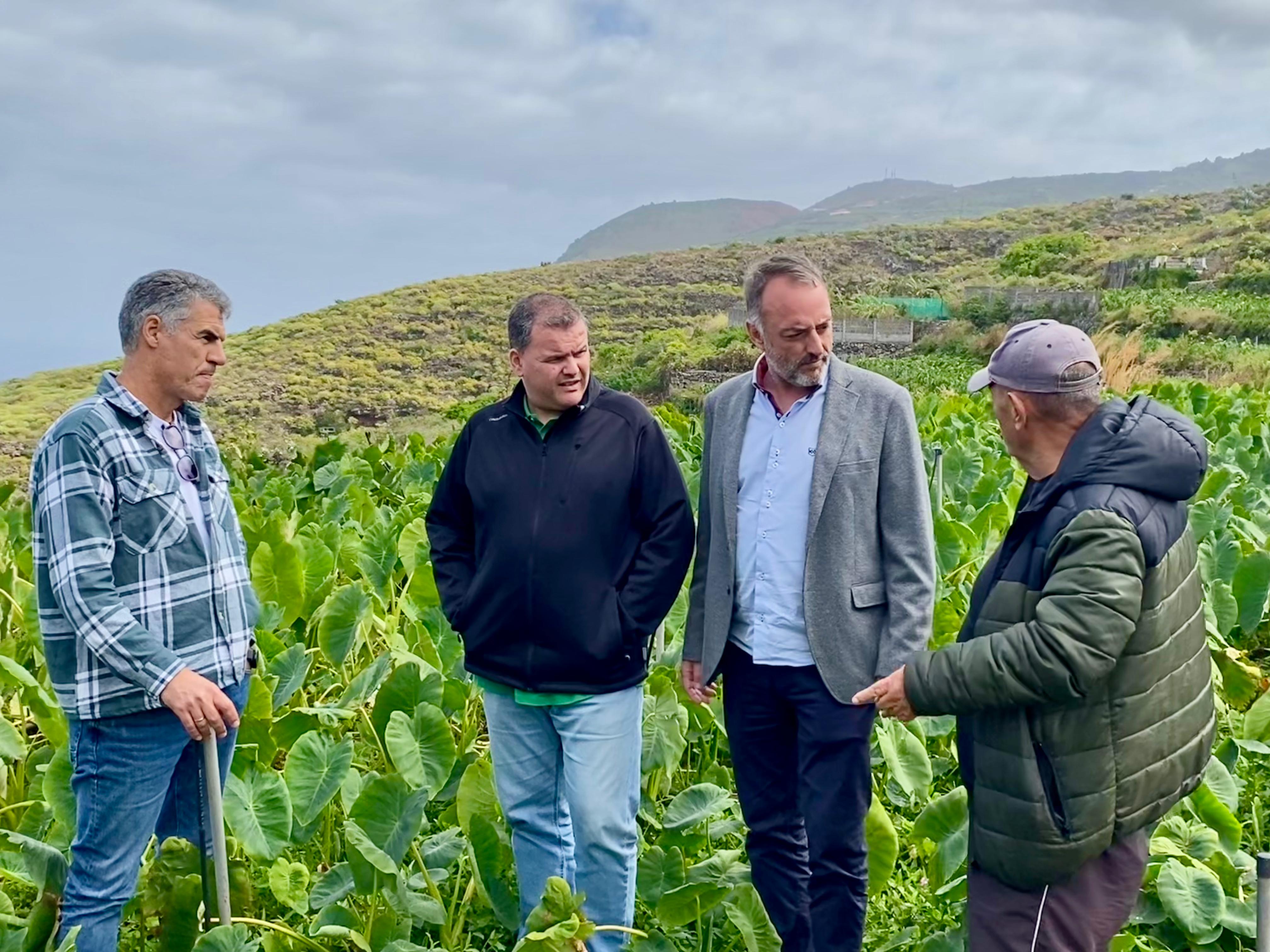 El Cabildo estudia la posibilidad del riego por goteo en cultivos de ñame