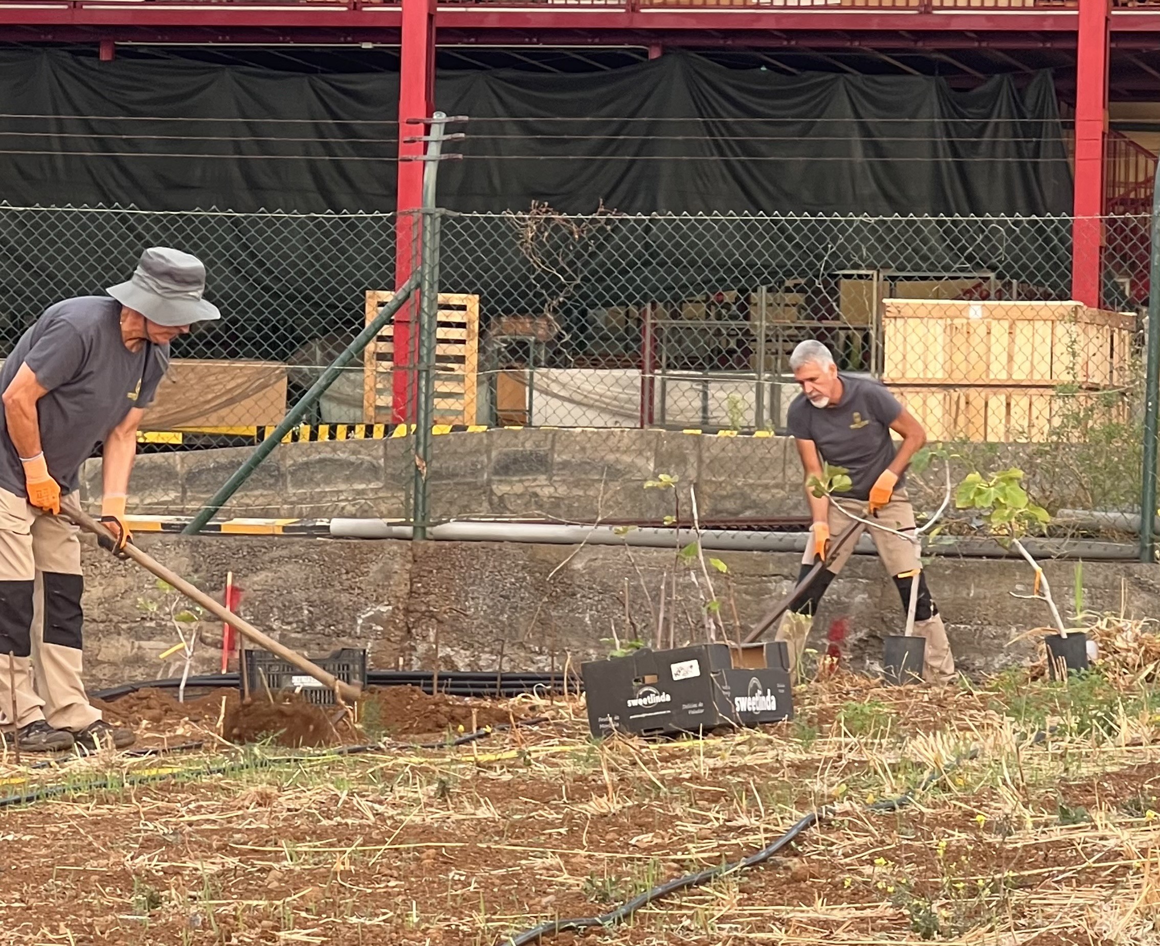 El Cabildo de La Palma impulsa una parcela demostrativa para revalorizar la higuera como cultivo de futuro