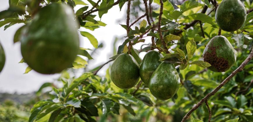 Agricultura garantiza que el nuevo escarabajo hallado en La Palma no supone un riesgo para el cultivo del aguacate