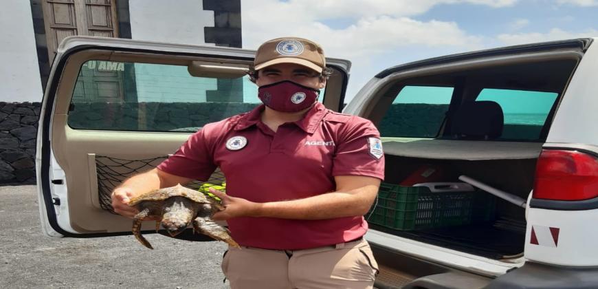Bañistas rescatan en Fuencaliente a una tortuga en mal estado que se recupera en el Centro de Rehabilitación de Fauna