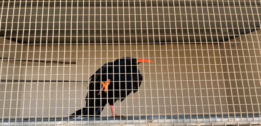 Medio Ambiente trata a las grajas halladas en mal estado e investiga las causas de esta situación