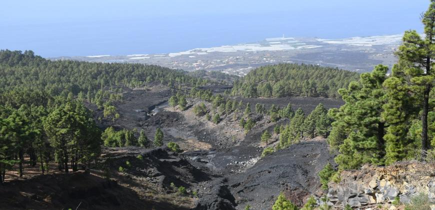 El Cabildo de La Palma dedica la pista forestal entre El Paso y Fuencaliente a la  memoria de Fran Santana