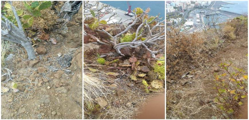 Retiran los residuos de las obras de seguridad del Risco de La Concepción 