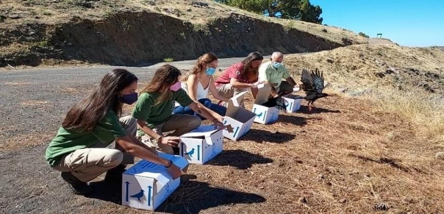 El Cabildo devuelve cinco grajas a su territorio tras ser atendidas en el Centro de Rehabilitación de Fauna Silvestre