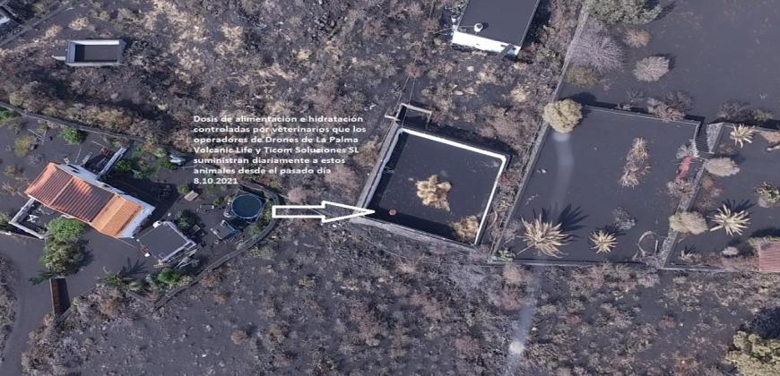El Cabildo agradece la colaboración de dos empresas de La Palma para garantizar agua y comida a los animales atrapados en Todoque
