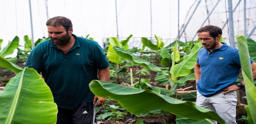 Zapata: “Trabajamos desde el Cabildo para que los agricultores que han perdido bajo las coladas sus fincas recuperen la totalidad de sus cultivos”