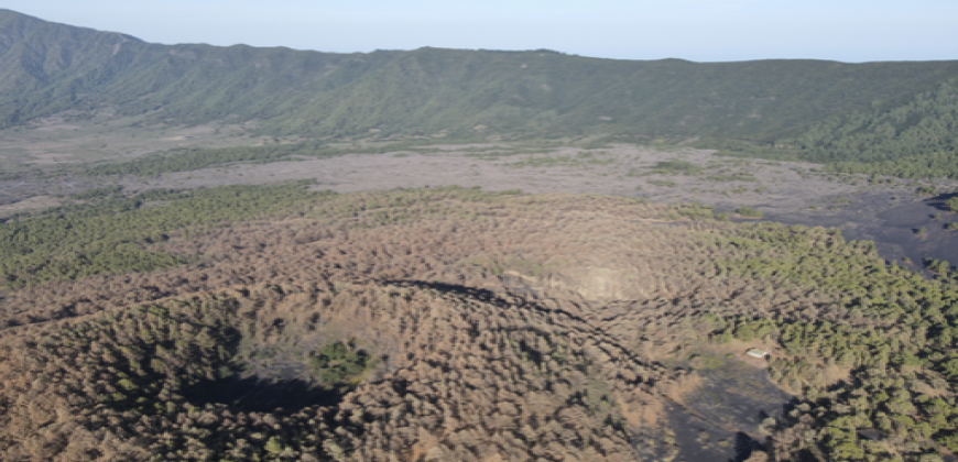 Información sobre presencia de ‘lagarta del pino’ en el Pinar de Enrique, El Paso