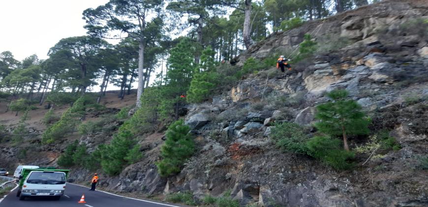 El Cabildo de La Palma inicia nuevas actuaciones de restauración y mejora silvícola de masas forestales afectadas por el volcán 