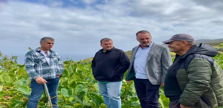 El Cabildo estudia la posibilidad del riego por goteo en cultivos de ñame