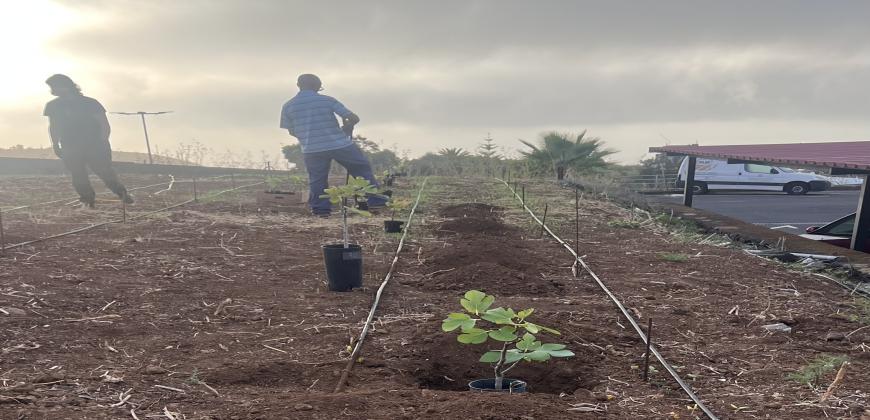 El Cabildo de La Palma impulsa una parcela demostrativa para revalorizar la higuera como cultivo de futuro