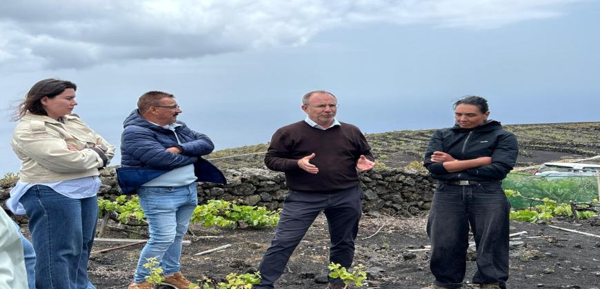 El Cabildo plantea decretar la emergencia cinegética para proteger las parras centenarias de Las Machuqueras, en Fuencaliente
